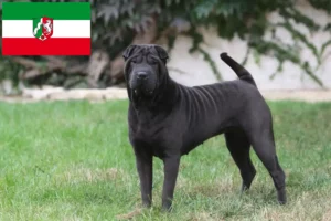 Mehr über den Artikel erfahren Shar Pei Züchter und Welpen in Nordrhein-Westfalen