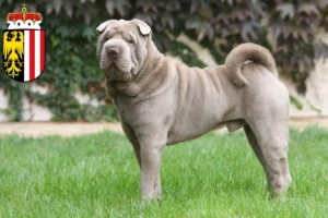 Mehr über den Artikel erfahren Shar Pei Züchter und Welpen in Oberösterreich