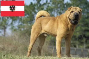 Mehr über den Artikel erfahren Shar Pei Züchter und Welpen in Österreich