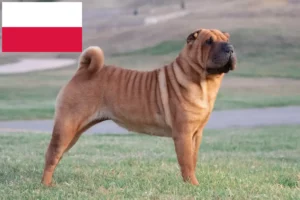 Mehr über den Artikel erfahren Shar Pei Züchter und Welpen in Polen