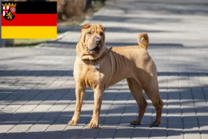 Mehr über den Artikel erfahren Shar Pei Züchter und Welpen in Rheinland-Pfalz