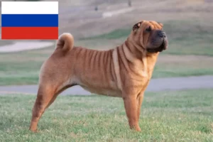 Mehr über den Artikel erfahren Shar Pei Züchter und Welpen in Russland