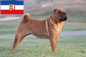 Mehr über den Artikel erfahren Shar Pei Züchter und Welpen in Schleswig-Holstein