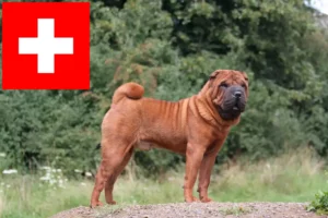 Mehr über den Artikel erfahren Shar Pei Züchter und Welpen in der Schweiz