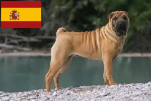 Mehr über den Artikel erfahren Shar Pei Züchter und Welpen in Spanien