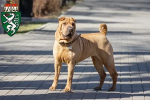 Mehr über den Artikel erfahren Shar Pei Züchter und Welpen in der Steiermark