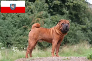 Mehr über den Artikel erfahren Shar Pei Züchter und Welpen in Thüringen