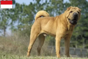 Mehr über den Artikel erfahren Shar Pei Züchter und Welpen in Wien