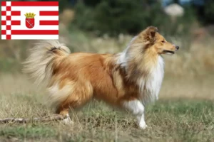 Mehr über den Artikel erfahren Sheltie Züchter und Welpen in Bremen