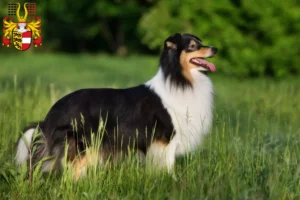 Read more about the article Sheltie Züchter und Welpen in Kärnten