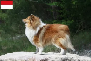 Mehr über den Artikel erfahren Sheltie Züchter und Welpen in Wien