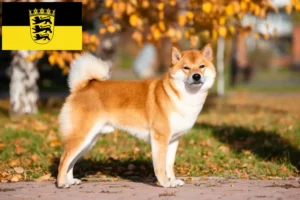 Mehr über den Artikel erfahren Shiba Züchter und Welpen in Baden-Württemberg