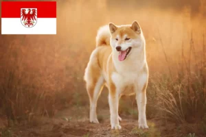 Mehr über den Artikel erfahren Shiba Züchter und Welpen in Brandenburg