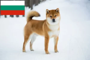 Mehr über den Artikel erfahren Shiba Züchter und Welpen in Bulgarien