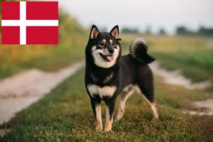 Mehr über den Artikel erfahren Shiba Züchter und Welpen in Dänemark