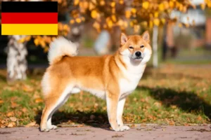 Mehr über den Artikel erfahren Shiba Züchter und Welpen in Deutschland