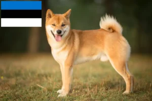 Mehr über den Artikel erfahren Shiba Züchter und Welpen in Estland