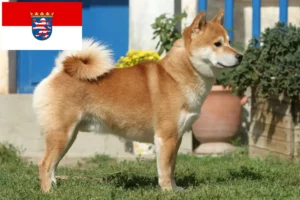 Mehr über den Artikel erfahren Shiba Züchter und Welpen in Hessen