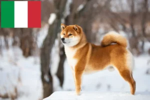 Mehr über den Artikel erfahren Shiba Züchter und Welpen in Italien