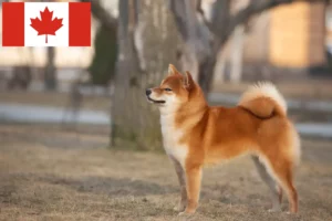 Mehr über den Artikel erfahren Shiba Züchter und Welpen in Kanada