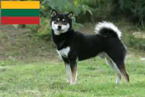 Mehr über den Artikel erfahren Shiba Züchter und Welpen in Litauen