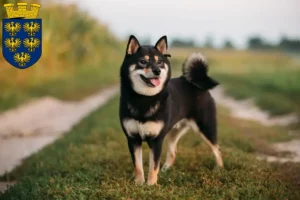 Mehr über den Artikel erfahren Shiba Züchter und Welpen in Niederösterreich