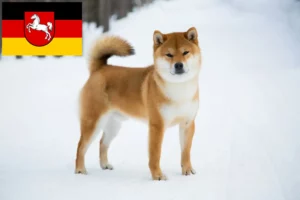 Mehr über den Artikel erfahren Shiba Züchter und Welpen in Niedersachsen