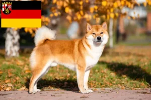 Mehr über den Artikel erfahren Shiba Züchter und Welpen in Rheinland-Pfalz