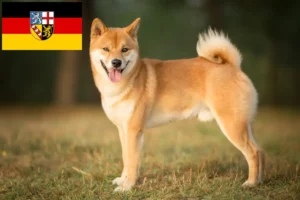 Read more about the article Shiba Züchter und Welpen im Saarland