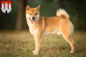 Mehr über den Artikel erfahren Shiba Züchter und Welpen in Salzburg