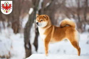 Mehr über den Artikel erfahren Shiba Züchter und Welpen in Tirol