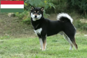 Mehr über den Artikel erfahren Shiba Züchter und Welpen in Ungarn