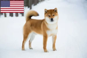 Mehr über den Artikel erfahren Shiba Züchter und Welpen in den USA