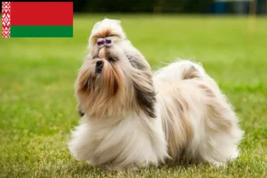 Mehr über den Artikel erfahren Shih Tzu Züchter und Welpen in Belarus