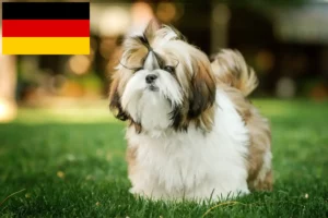 Mehr über den Artikel erfahren Shih Tzu Züchter und Welpen in Deutschland