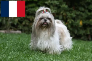 Mehr über den Artikel erfahren Shih Tzu Züchter und Welpen in Frankreich