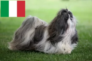 Mehr über den Artikel erfahren Shih Tzu Züchter und Welpen in Italien