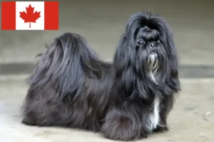 Mehr über den Artikel erfahren Shih Tzu Züchter und Welpen in Kanada