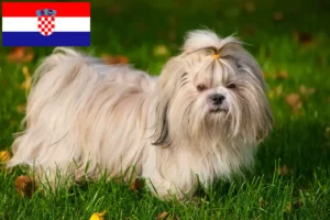 Mehr über den Artikel erfahren Shih Tzu Züchter und Welpen in Kroatien