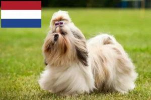 Mehr über den Artikel erfahren Shih Tzu Züchter und Welpen in den Niederlanden