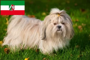 Mehr über den Artikel erfahren Shih Tzu Züchter und Welpen in Nordrhein-Westfalen