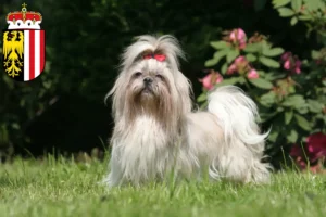 Mehr über den Artikel erfahren Shih Tzu Züchter und Welpen in Oberösterreich