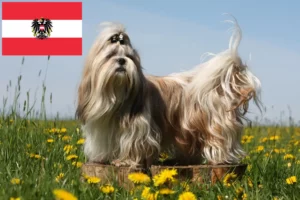 Mehr über den Artikel erfahren Shih Tzu Züchter und Welpen in Österreich