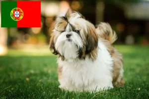 Mehr über den Artikel erfahren Shih Tzu Züchter und Welpen in Portugal