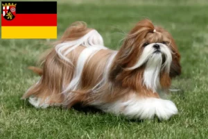 Mehr über den Artikel erfahren Shih Tzu Züchter und Welpen in Rheinland-Pfalz