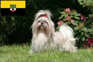 Mehr über den Artikel erfahren Shih Tzu Züchter und Welpen in Sachsen-Anhalt