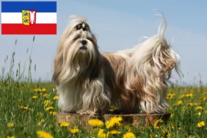 Mehr über den Artikel erfahren Shih Tzu Züchter und Welpen in Schleswig-Holstein