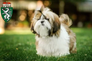 Mehr über den Artikel erfahren Shih Tzu Züchter und Welpen in der Steiermark