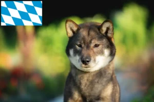 Mehr über den Artikel erfahren Shikoku Züchter und Welpen in Bayern