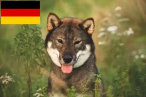 Mehr über den Artikel erfahren Shikoku Züchter und Welpen in Deutschland